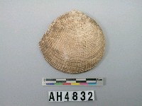 藏品(貝殼)的圖片